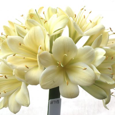 SH718  Cream Clivia miniata with light green throat and broad overlapping tepals