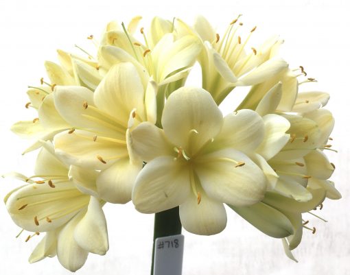 SH718  Cream Clivia miniata with light green throat and broad overlapping tepals