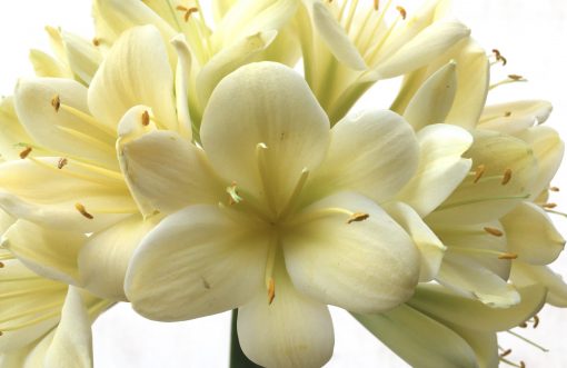SH718  Cream Clivia miniata with light green throat and broad overlapping tepals - Image 2