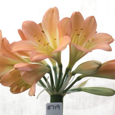 SH719  Mid to dark peach Clivia miniata with light green/cream throat