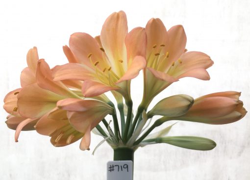 SH719  Mid to dark peach Clivia miniata with light green/cream throat