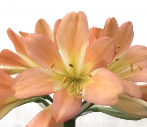 SH719  Mid to dark peach Clivia miniata with light green/cream throat - Image 2