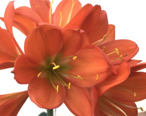SH720  Dark orange near red Clivia miniata with green throat and broad overlapping tepals