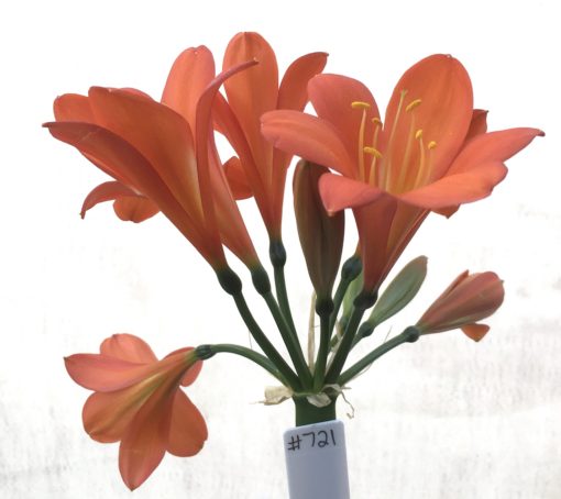 SH721 Dark orange/red Clivia miniata with green throat