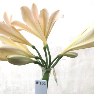 SH722 Light peachy pink Clivia miniata