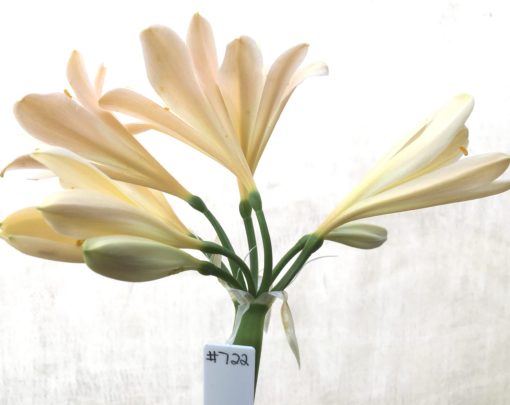 SH722 Light peachy pink Clivia miniata