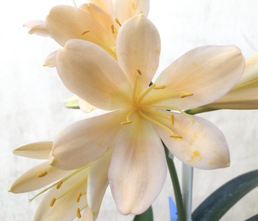 SH722 Light peachy pink Clivia miniata - Image 2