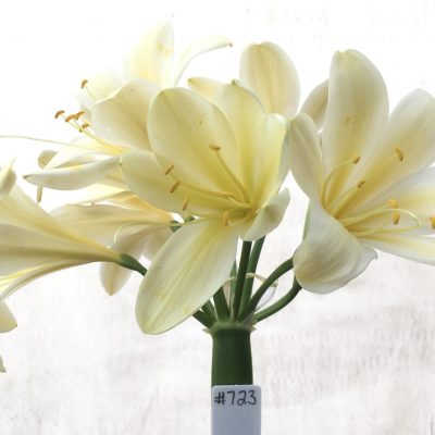 SH723 Cream/yellow Clivia miniata with slight recurve and large flowers