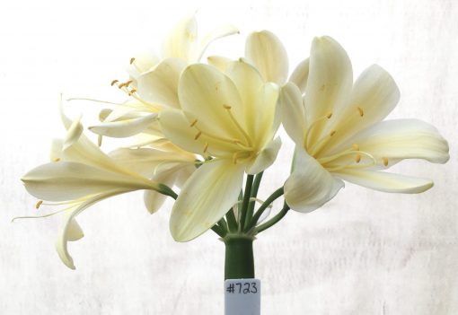 SH723 Cream/yellow Clivia miniata with slight recurve and large flowers