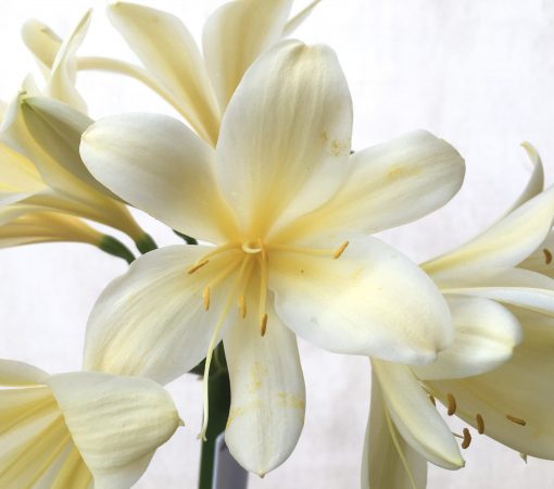 SH723 Cream/yellow Clivia miniata with slight recurve and large flowers - Image 2