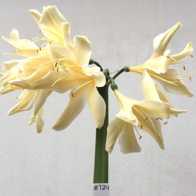 SH724 Cream Clivia miniata with large twisting sepals