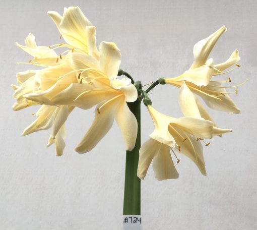 SH724 Cream Clivia miniata with large twisting sepals