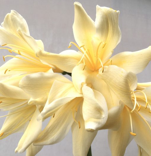 SH724 Cream Clivia miniata with large twisting sepals - Image 2