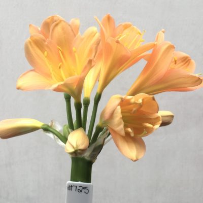 SH725 Mid peach Clivia miniata