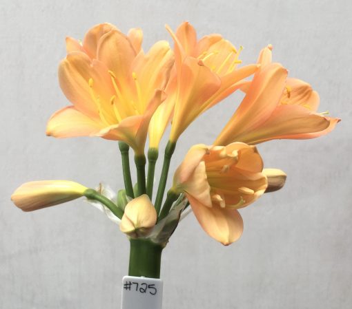 SH725 Mid peach Clivia miniata