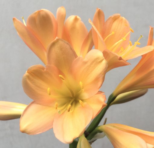 SH725 Mid peach Clivia miniata - Image 2