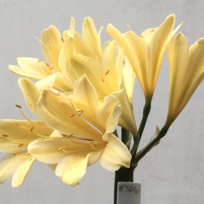 SH726 Cream/yellow Clivia miniata