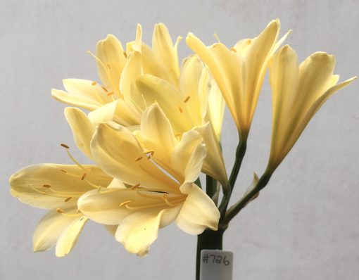 SH726 Cream/yellow Clivia miniata