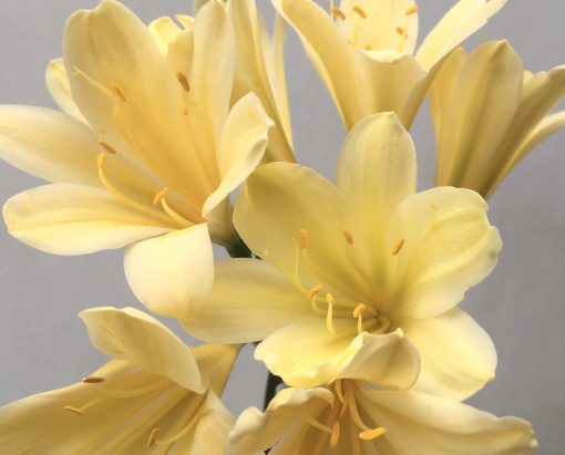 SH726 Cream/yellow Clivia miniata - Image 2