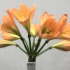 SH727 Dark peach Clivia miniata with green throat