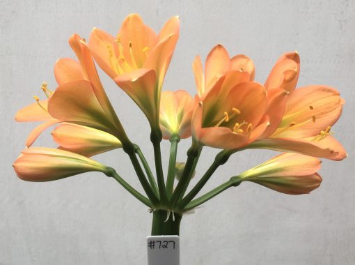 SH727 Dark peach Clivia miniata with green throat