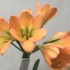 SH727 Dark peach Clivia miniata with green throat - Image 2