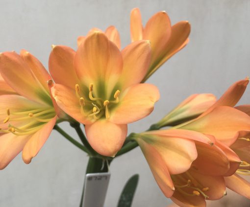 SH727 Dark peach Clivia miniata with green throat - Image 2