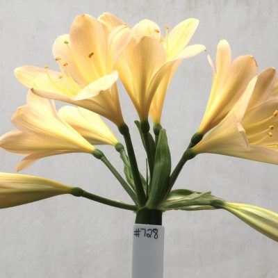SH728 Light peach Clivia miniata with very pink tones