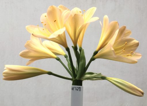SH728 Light peach Clivia miniata with very pink tones