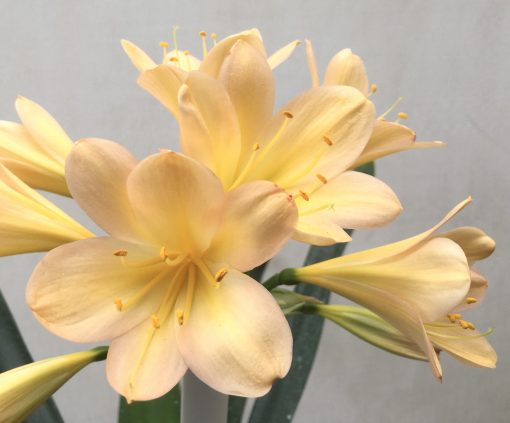 SH728 Light peach Clivia miniata with very pink tones - Image 2