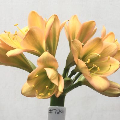 SH729 Mid to dark peach Clivia miniata with dark green throat