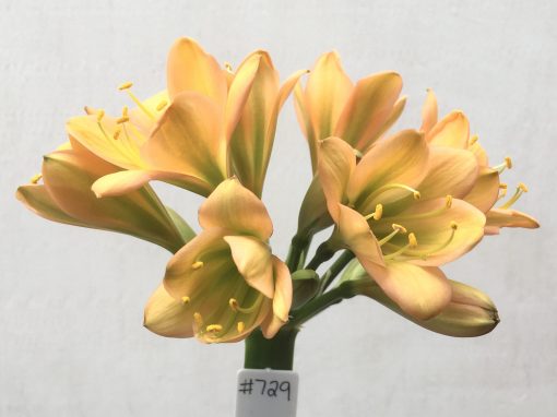 SH729 Mid to dark peach Clivia miniata with dark green throat