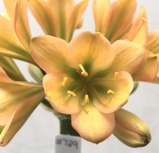SH729 Mid to dark peach Clivia miniata with dark green throat - Image 2