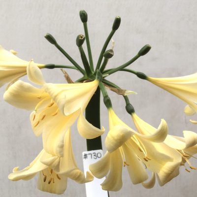 SH730 Ceam Clivia miniata with recurve petals