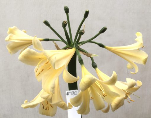 SH730 Ceam Clivia miniata with recurve petals