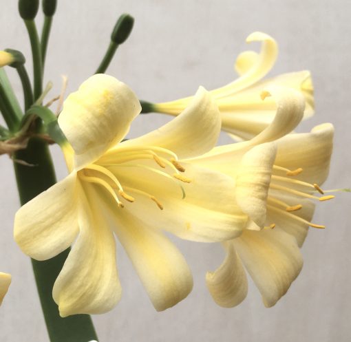 SH730 Ceam Clivia miniata with recurve petals - Image 2
