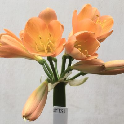 SH731 Mid to dark peach Clivia miniata