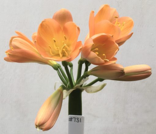 SH731 Mid to dark peach Clivia miniata