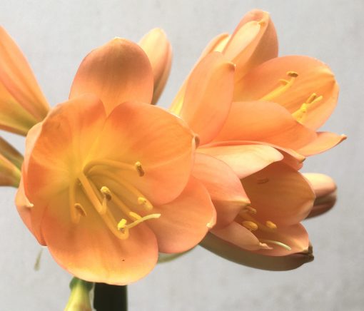 SH731 Mid to dark peach Clivia miniata - Image 2