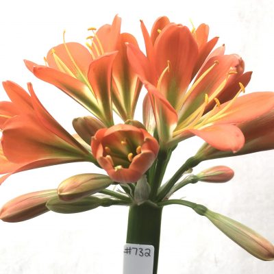 SH732 Dark orange Clivia miniata with green throat