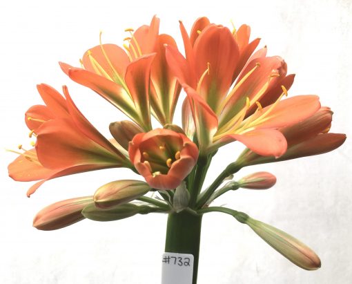 SH732 Dark orange Clivia miniata with green throat