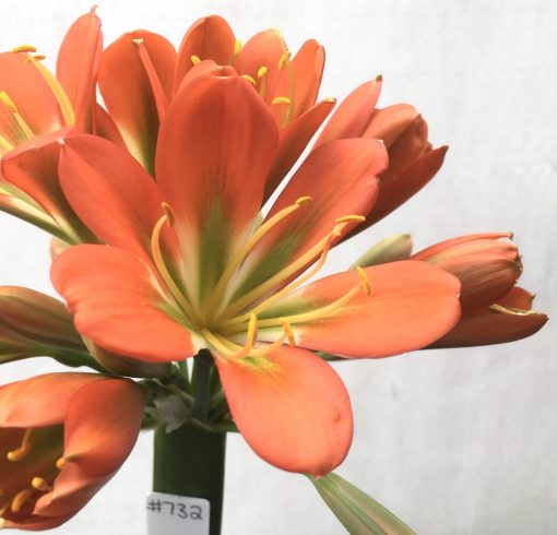 SH732 Dark orange Clivia miniata with green throat - Image 2