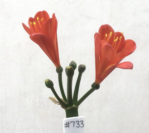 SH733 Dark orange/red Clivia miniata with tulip shaped flowers