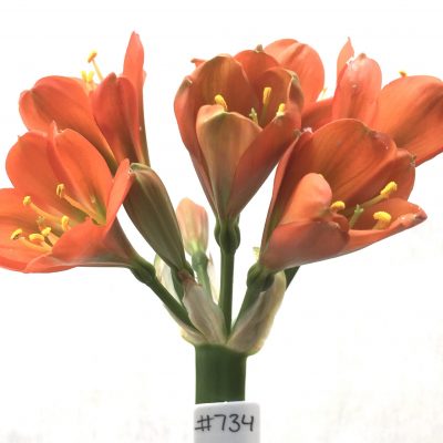 SH734 Dark orange Clivia miniata with green throat
