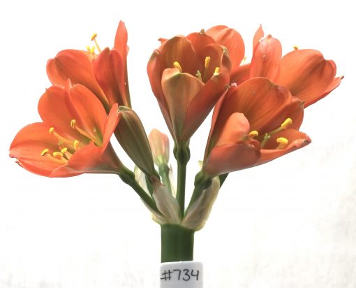 SH734 Dark orange Clivia miniata with green throat