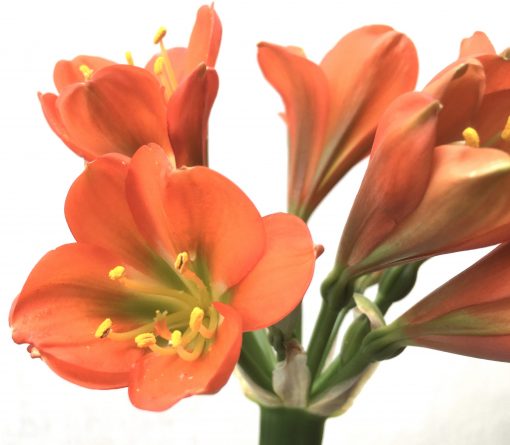 SH734 Dark orange Clivia miniata with green throat - Image 2