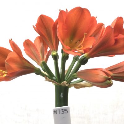 SH735 Dark orange Clivia miniata with green throat