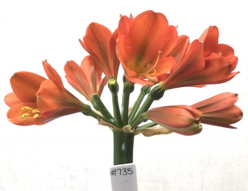 SH735 Dark orange Clivia miniata with green throat
