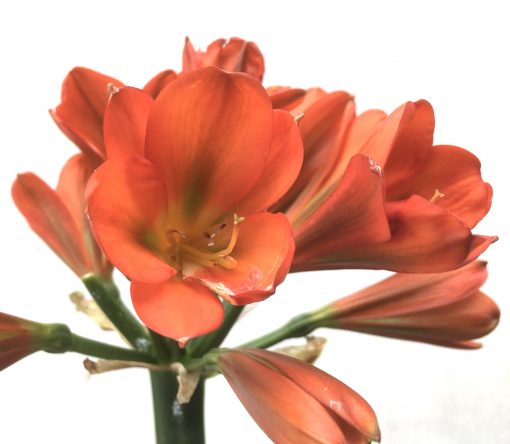 SH735 Dark orange Clivia miniata with green throat - Image 2