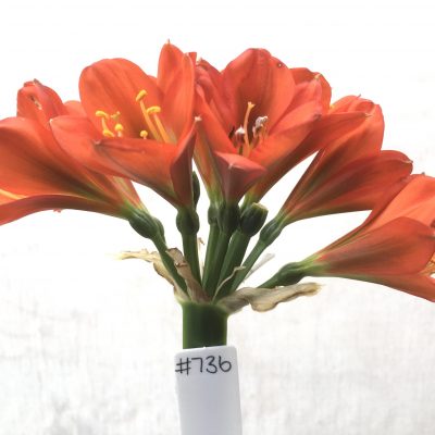 SH736 Mid to dark peach Clivia miniata with dark green throat
